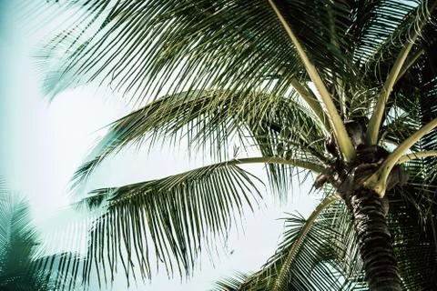 Close tree view look beautiful and amazing Fotos de archivo