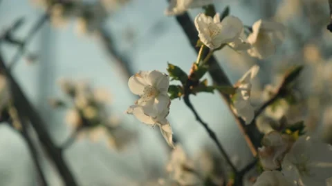 A close up of a tree with white flowers Stock Footage 236852986