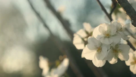 A close up of a tree with white flowers Stock Footage 236853001