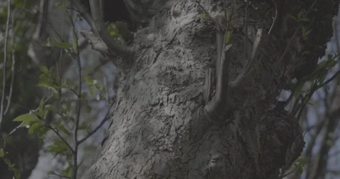 Close up of tree, windy environment, VLOG, 24fps, 4k Stock Footage 277226891
