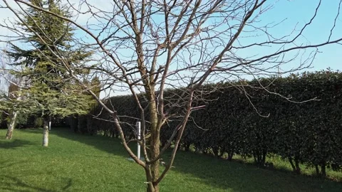 Close Up of Tree Without Leaves in Autumn at Garden Stock Footage 143655606