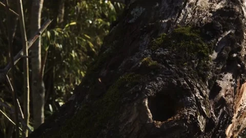 Close up of a tree in the woods Stock Footage 196447523