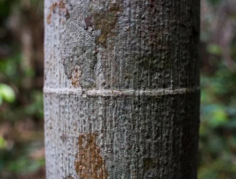 Close up of tree wrinkle Stock Photos