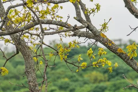 Close-up of a tree with yellowing leaves, branches extending horizontally a.. Foto stock