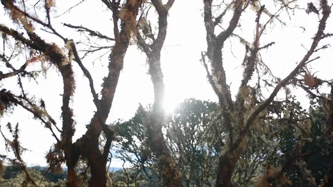 Close up of trees and branches during day time, Barichara, Colombia Stock Footage 135246812
