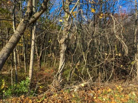 Close up of trees and branches Foto stock