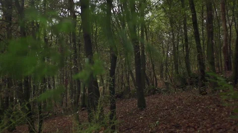 Close up of trees and leaves on branches moving in slow motion, Portugal Stock Footage 129065607