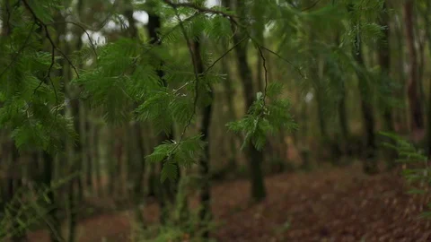 Close up of trees and leaves on branches moving in slow motion, Portugal Stock Footage 129065636