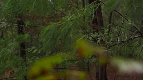 Close up of trees and leaves on branches moving in slow motion, Portugal Stock Footage 129065791