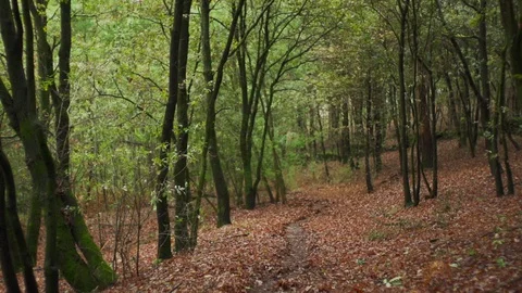 Close up of trees and leaves on branches in forest during day time, Portugal Stock Footage 129068374