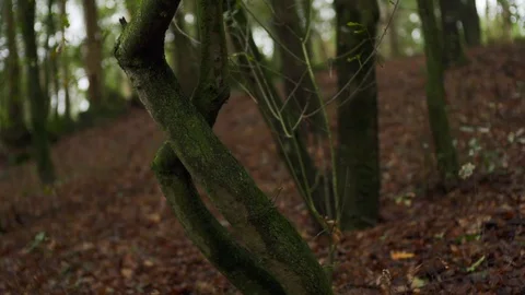 Close up of trees and leaves on branches in forest during day time, Portugal Stock Footage 129068393