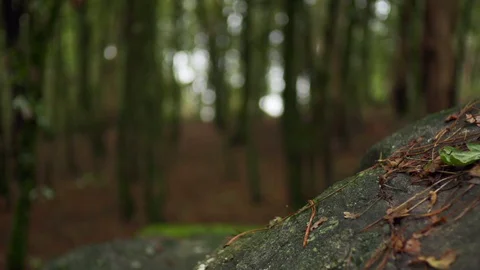 Close up of trees and leaves on branches moving in slow motion, Portugal Stock Footage 129068406