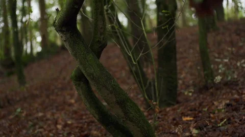 Close up of trees and leaves on branches in forest during day time, Portugal Stock Footage 129068466