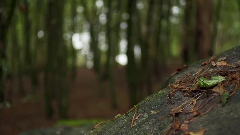 Close up of trees and leaves on branches moving in slow motion, Portugal Stock Footage 129068520