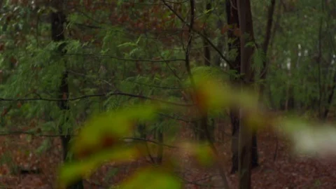 Close up of trees and leaves on branches in forest during day time, Portugal Stock Footage 129068571