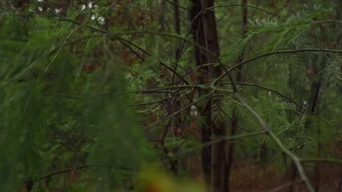 Close up of trees and leaves on branches moving in slow motion, Portugal Stock Footage 129068639