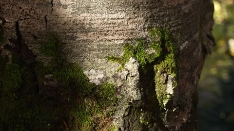 A close-up of a tree's bark reveals a rugged texture. Stock Footage 253903387