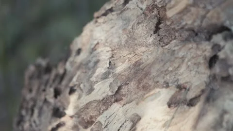 Close up of a tree's bark struck by the sunlight, shallow focus Stock Footage 276096625