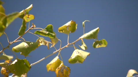 Close-up of tree's branch swaying in wind (High Definition) Stock Footage 364736
