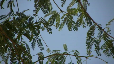 Close-up of tree's branch swaying in wind (High Definition) Stock-Footage 364744
