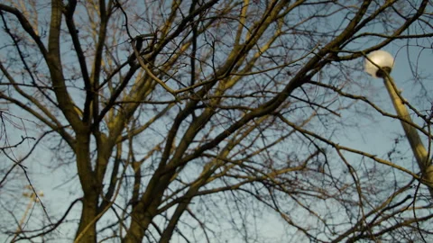 Close up of trees in a Chicago park 스톡 동영상 276378933