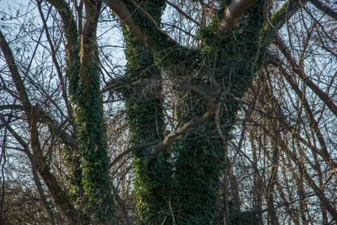 Close up of Trees covered in moss Stock Photos