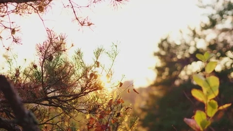 Close up trees in a forest with beautiful sunlight, Beautiful plants Video stock 180044984