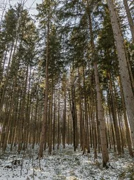 Close trees in the forest at wintertime Stock Photos