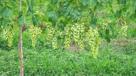 Close up trees of grapevine from Greece Stock-Fotos