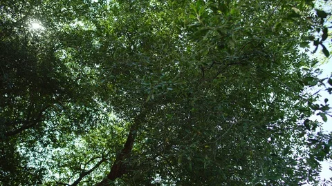 Close up of trees with leaves in forest during day time, Portugal Stock Footage 128928336