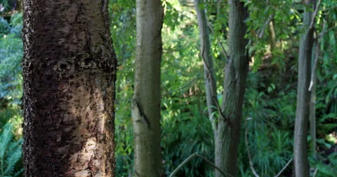 Close up of trees shot at the Canberra Botanic Gardens Stock Footage 137531905
