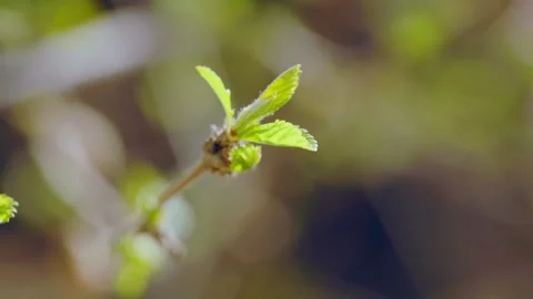 Close-up of trees sprouting new leaves in spring 動画素材 256901573