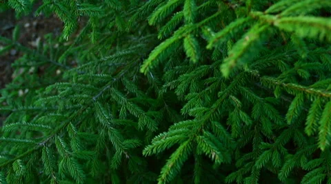 Close-up of trees in summer forest. Stock Footage 60239696