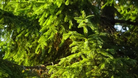 Close up trees in sunset Stock Footage 302885189