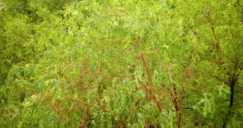 Close-up of trees swaying in a strong wind. Stock Footage 341155440