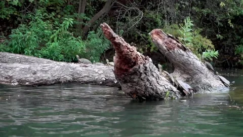 Close-up of Trees in the Water Stock Footage 156872169