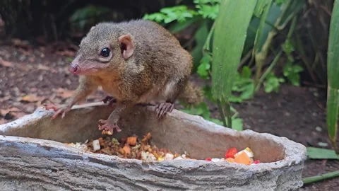 Close up of a Treeshrew eating Stock Footage 267571029