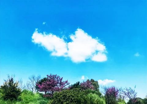 Close-Up of treetops in springtime, Italy Stock Photos