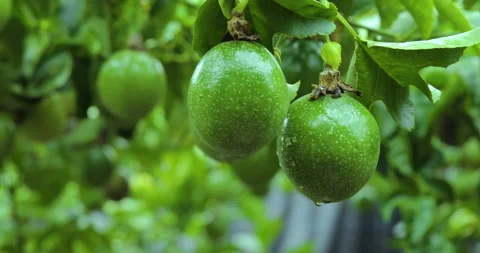 Close-up, trellis, firm, full, passion fruit, fruit Stock Footage 219607302