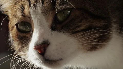 Close-up of tricolor cat sitting and looking . Kitty with yellow eyes. Pet at Stock Footage 259076896