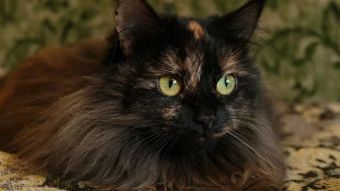 Close-up of tricolor long-haired cat with yellow-green eyes looking at camera Stock Footage 285863874