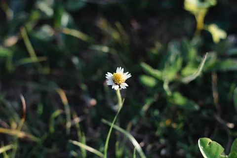 Close-up of Tridax Procumbens Flower 스톡 사진