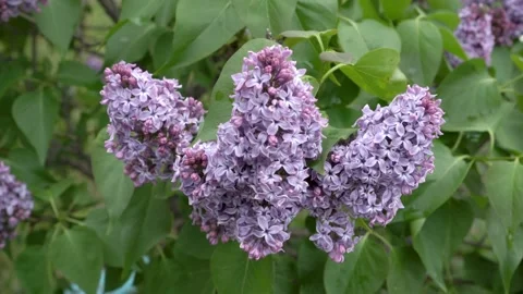 Close-up of a trident-shaped branch of a blooming lilac on a green bush on a Stock Footage 147194126