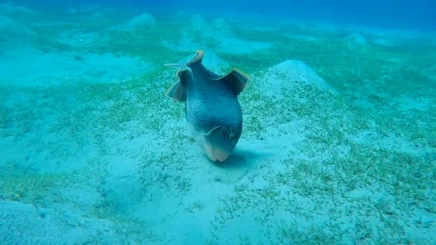 Close up of Trigger fish swims over sandy bottom and blows away top layer of Video stock 260480297