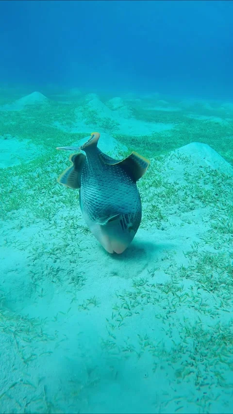 Close up of Trigger fish swims over sandy bottom and blows away top layer of Video stock 262065149