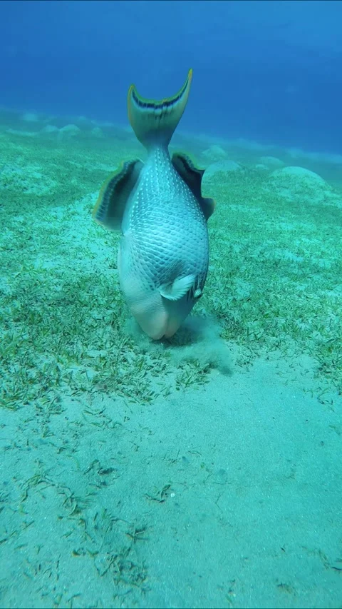 Close up of Trigger fish swims over sandy bottom and blows away top layer of Video stock 277797222