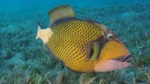 Close up of triggerfish hunts washing out sand on the seabed covered with Stock Footage 119215391