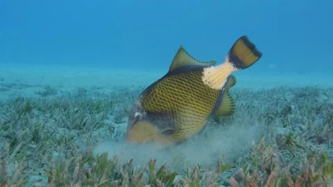 Close up of triggerfish hunts washing out sand on the seabed covered with Stock Footage 132073573