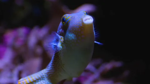 Close up of triggerfish swimming | Stock Video | Pond5