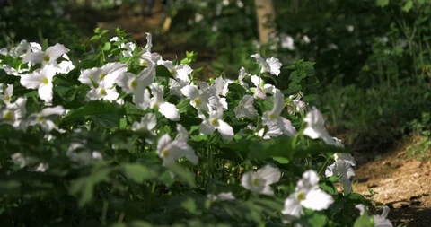 Close up of Trillium flowers Stockbeeldmateriaal 110770087